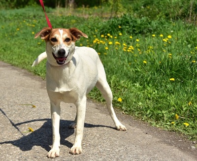 BELLA Y153, Mischling - Hündin