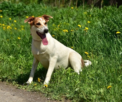 BELLA Y153, Mischling - Hündin