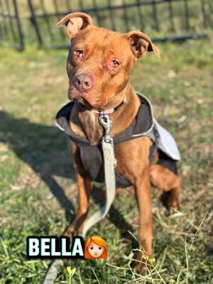 BELLA – die 1,5 Jahre alte kleine Überlebenskämpferin, die noch immer an den Menschen glaubt