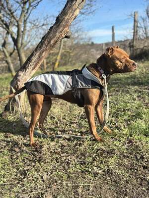 BELLA – die 1,5 Jahre alte kleine Überlebenskämpferin, die noch immer an den Menschen glaubt, Mischling - Hündin