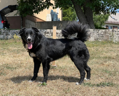 BELLA - schwarze Schönheit sucht IHRE Menschen, BELLA - schwarze Schönheit sucht IHRE Menschen - Hündin