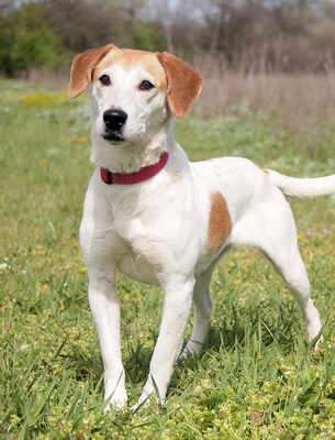 BELLA - sehr freundlich und menschenorientiert, verschmust, lebhaft, intelligent