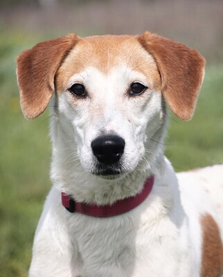 BELLA - sehr freundlich und menschenorientiert, verschmust, lebhaft, intelligent, Mischling (Video auf HP) - Hündin