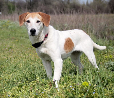 BELLA - sehr freundlich und menschenorientiert, verschmust, lebhaft, intelligent, Mischling (Video auf HP) - Hündin