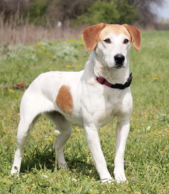 BELLA - sehr freundlich und menschenorientiert, verschmust, lebhaft, intelligent, Mischling (Video auf HP) - Hündin