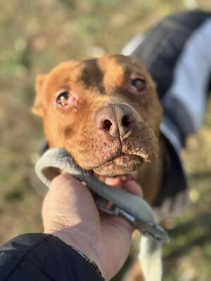 BELLA - unendlich dankbar und menschenbezogen, Mischling - Hündin