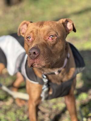 BELLA - unendlich dankbar und menschenbezogen, Mischling - Hündin