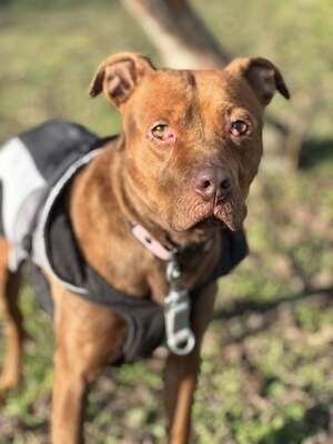 BELLA - unendlich dankbar und menschenbezogen, Mischling - Hündin