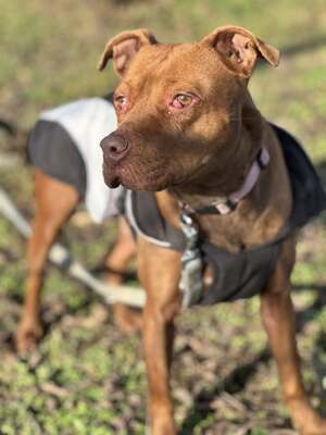 BELLA - unendlich dankbar und menschenbezogen, Mischling - Hündin