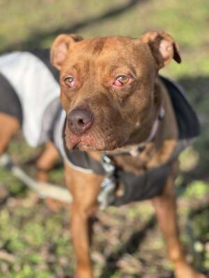 BELLA - unendlich dankbar und menschenbezogen, Mischling - Hündin