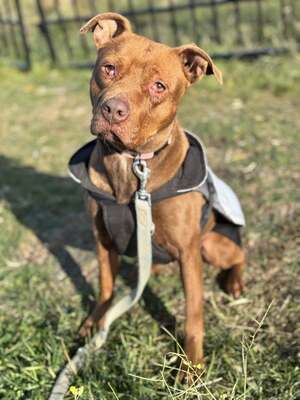 BELLA - unendlich dankbar und menschenbezogen, Mischling - Hündin