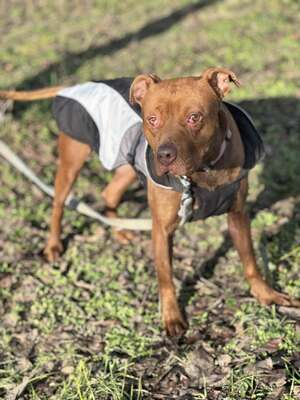 BELLA - unendlich dankbar und menschenbezogen, Mischling - Hündin