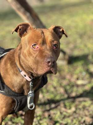 BELLA - unendlich dankbar und menschenbezogen, Mischling - Hündin