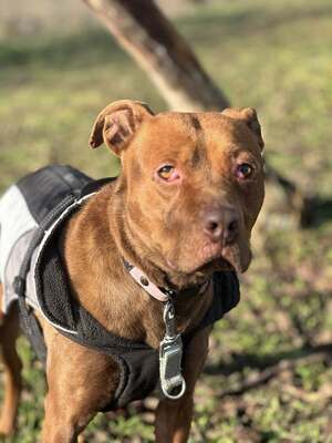 BELLA - unendlich dankbar und menschenbezogen, Mischling - Hündin