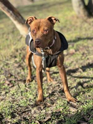 BELLA - unendlich dankbar und menschenbezogen, Mischling - Hündin