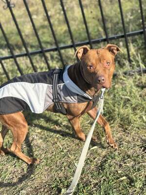 BELLA - unendlich dankbar und menschenbezogen, Mischling - Hündin