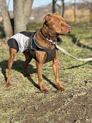 BELLA - unendlich dankbar und menschenbezogen, Mischling - Hündin