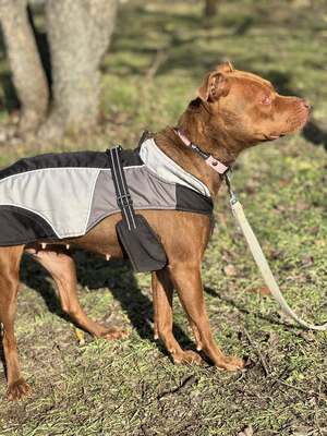 BELLA - unendlich dankbar und menschenbezogen, Mischling - Hündin