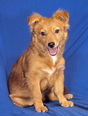 BELLI - sehr lieb, aufgeweckt, sehr lebhaft, fröhlich, intelligent