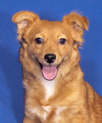 BELLI - sehr lieb, aufgeweckt, sehr lebhaft, fröhlich, intelligent, Mischling - Hündin