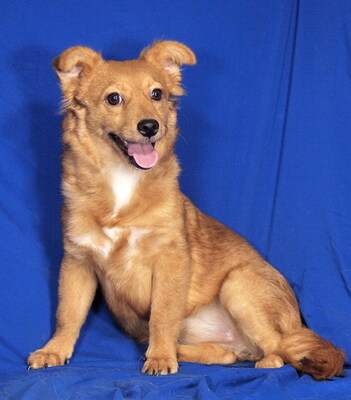 BELLI - sehr lieb, aufgeweckt, sehr lebhaft, fröhlich, intelligent, Mischling - Hündin