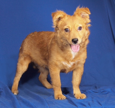 BELLI - sehr lieb, aufgeweckt, sehr lebhaft, fröhlich, intelligent, Mischling - Hündin