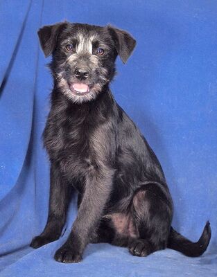 BELLO - R E S E R V I E R T !!!!! sehr lieb und verschmust, fröhlich, lebhaft, verspielt, aufgeweckt, katzenverträglich, Mischling Welpen - Rüde