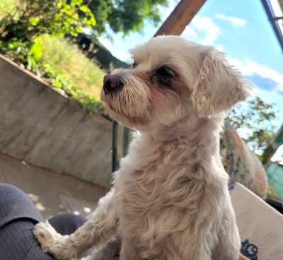 BELUSHKA Bella, Maltersermix - Hündin