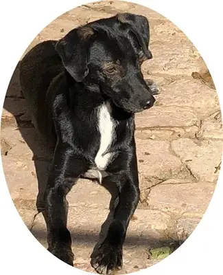 BELZEBUB - 44 cm - NIEDLICHER RÜDE SUCHT ZUHAUSE! (aus dem Tierschutz /mit Video), Terrier Mischling - Rüde