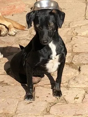 BELZEBUB - 44 cm - NIEDLICHER RÜDE SUCHT ZUHAUSE! (aus dem Tierschutz /mit Video), Terrier Mischling - Rüde