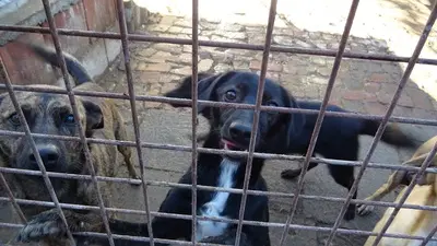 BELZEBUB - 44 cm - NIEDLICHER RÜDE SUCHT ZUHAUSE! (aus dem Tierschutz /mit Video), Terrier Mischling - Rüde