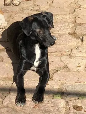 BELZEBUB - 44 cm - NIEDLICHER RÜDE SUCHT ZUHAUSE! (aus dem Tierschutz /mit Video), Terrier Mischling - Rüde