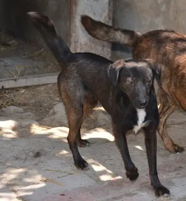 BELZEBUB - 44 cm - NIEDLICHER RÜDE SUCHT ZUHAUSE! (aus dem Tierschutz /mit Video), Terrier Mischling - Rüde