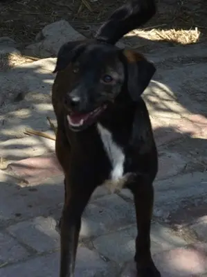 BELZEBUB - 44 cm - NIEDLICHER RÜDE SUCHT ZUHAUSE! (aus dem Tierschutz /mit Video), Terrier Mischling - Rüde