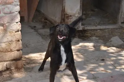 BELZEBUB - 44 cm - NIEDLICHER RÜDE SUCHT ZUHAUSE! (aus dem Tierschutz /mit Video), Terrier Mischling - Rüde