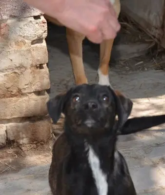 BELZEBUB - 44 cm - NIEDLICHER RÜDE SUCHT ZUHAUSE! (aus dem Tierschutz /mit Video), Terrier Mischling - Rüde