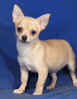 BENDI - R E S E R V I E R T !!!!! sehr lieb und anhänglich, lebhaft, verschmust, gelehrig, katzenverträglich, Chihuahua Mischling Welpen - Rüde