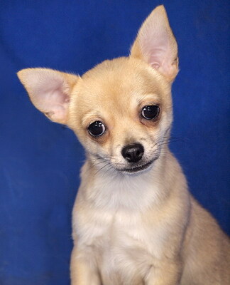 BENDI - sehr lieb und anhänglich, lebhaft, verschmust, gelehrig, katzenverträglich, Chihuahua Mischling Welpen - Rüde