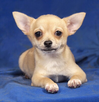 BENDI - sehr lieb und anhänglich, lebhaft, verschmust, gelehrig, katzenverträglich, Chihuahua Mischling Welpen - Rüde