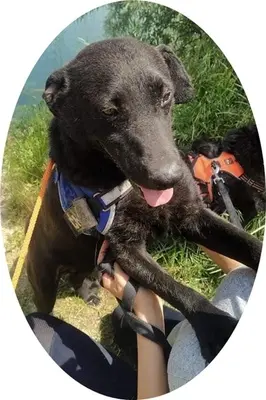 BENI - 49 cm - SÜSSER SCHMUSER SUCHT! (aus dem Tierschutz / mit Video), Labrador Mischling - Rüde