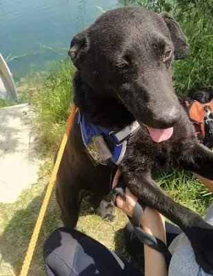BENI - 49 cm - SÜSSER SCHMUSER SUCHT! (aus dem Tierschutz / mit Video), Labrador Mischling - Rüde