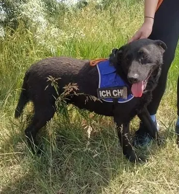 BENI - 49 cm - SÜSSER SCHMUSER SUCHT! (aus dem Tierschutz / mit Video), Labrador Mischling - Rüde