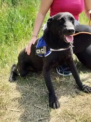 BENI - 49 cm - SÜSSER SCHMUSER SUCHT! (aus dem Tierschutz / mit Video), Labrador Mischling - Rüde