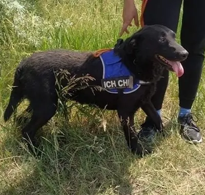 BENI - 49 cm - SÜSSER SCHMUSER SUCHT! (aus dem Tierschutz / mit Video), Labrador Mischling - Rüde