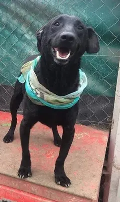 BENI - 49 cm - SÜSSER SCHMUSER SUCHT! (aus dem Tierschutz / mit Video), Labrador Mischling - Rüde
