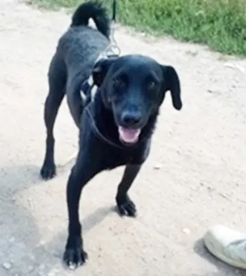 BENI - 49 cm - SÜSSER SCHMUSER SUCHT! (aus dem Tierschutz / mit Video), Labrador Mischling - Rüde