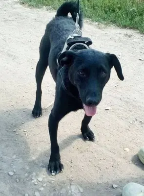 BENI - 49 cm - SÜSSER SCHMUSER SUCHT! (aus dem Tierschutz / mit Video), Labrador Mischling - Rüde