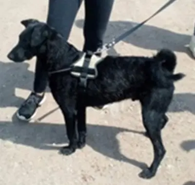 BENI - 49 cm - SÜSSER SCHMUSER SUCHT! (aus dem Tierschutz / mit Video), Labrador Mischling - Rüde