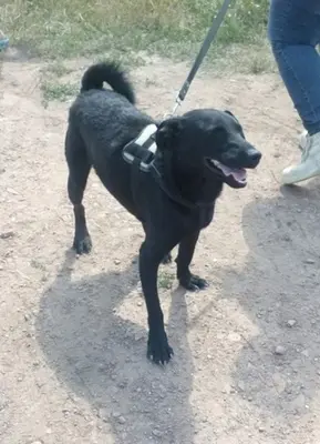 BENI - 49 cm - SÜSSER SCHMUSER SUCHT! (aus dem Tierschutz / mit Video), Labrador Mischling - Rüde