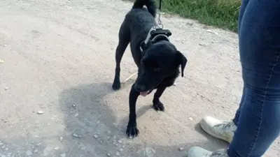 BENI - 49 cm - SÜSSER SCHMUSER SUCHT! (aus dem Tierschutz / mit Video), Labrador Mischling - Rüde